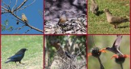 Especies de aves que habitan en parques y bosques de Jalisco: conoce cuántas son y cuáles son las más destacadas