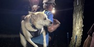 Dog rescued from Long Trail