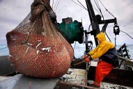 New England’s shrimp industry is struggling, with fishermen catching few in 2025