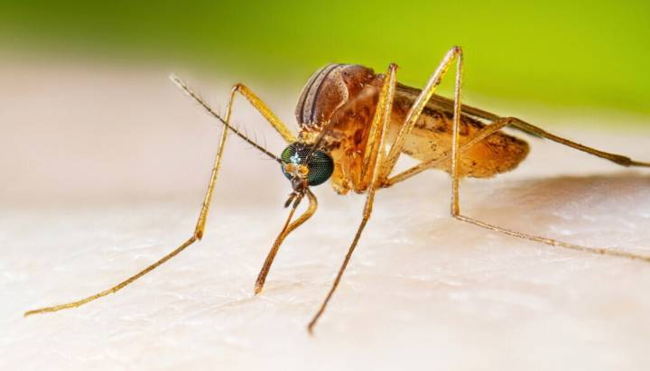 First Illinois West Nile virus death of 2025 confirmed in suburban Cook County