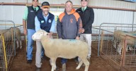 Ashbank ram sale 2025 results, clearance, top price, averages