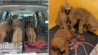 Florida Goldendoodles Left In Woods Covered In Mats Get A Life