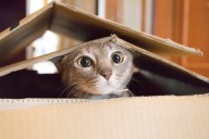 Owner Moving Out of Apartment Shocked by Cat's Heartbreaking Move