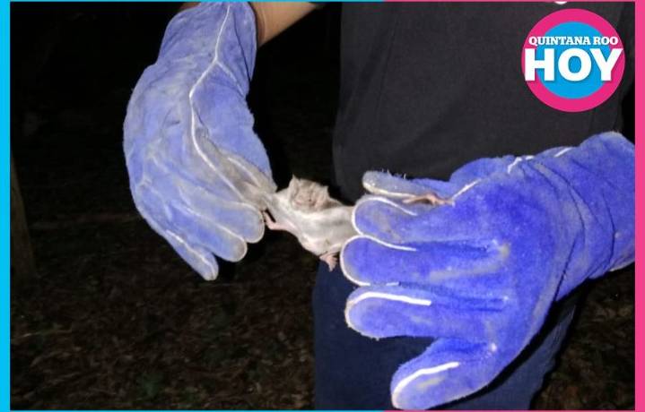 Capturan murciélagos en Lázaro Cárdenas para prevenir brotes de rabia en ganado