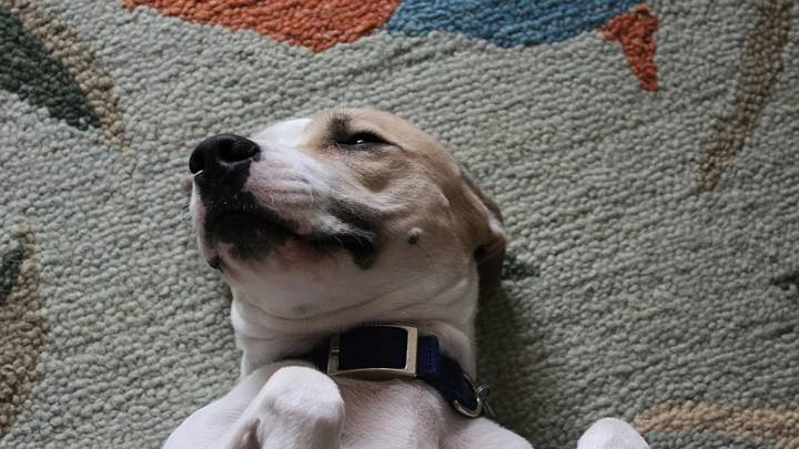 Lenguaje canino: claves para interpretar la sumisión en los perros