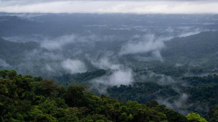 Cambio climático: alertan sobre posible efecto que genera preocupación sobre la salud de los ecosistemas, ¿de qué se trata?