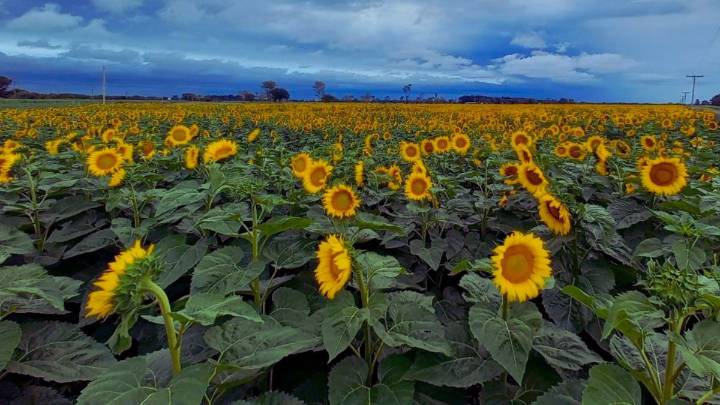 Las plantas para sembrar en primavera y tener flores en el verano
