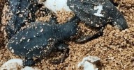 La tortuga marina del nido encontrado este verano en Can Pere Antoni tiene sus primeras crías