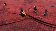 Massachusetts cranberry bogs are being given a second life as vibrant wetlands