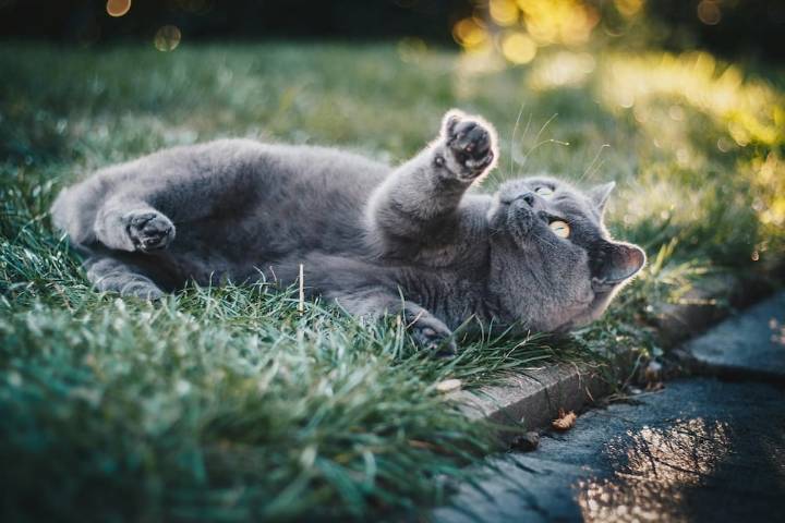 La curiosa elección que llevó a una tierna gatita a ser la alcaldesa de Somerville, en Massachusetts