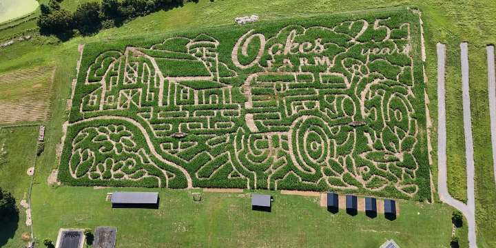 Oakes Farm reveals 25th anniversary corn maze design