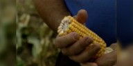 Blast from the Past: 1996 corn crop