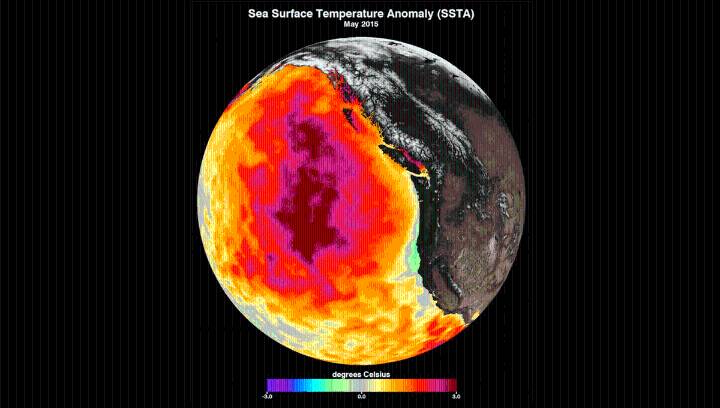 High Sea Surface Temperatures In The North Pacific Suggest The Blob May Be Making A Comeback