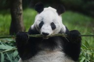 “Si se va ella, yo también”. Así es el amor de un cuidador mexicano por la última panda de Latinoamérica