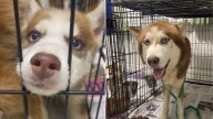 Tears Flow As Courageous Husky Fights To Escape Cage And Urges Texas Rescuer To Help His Friends