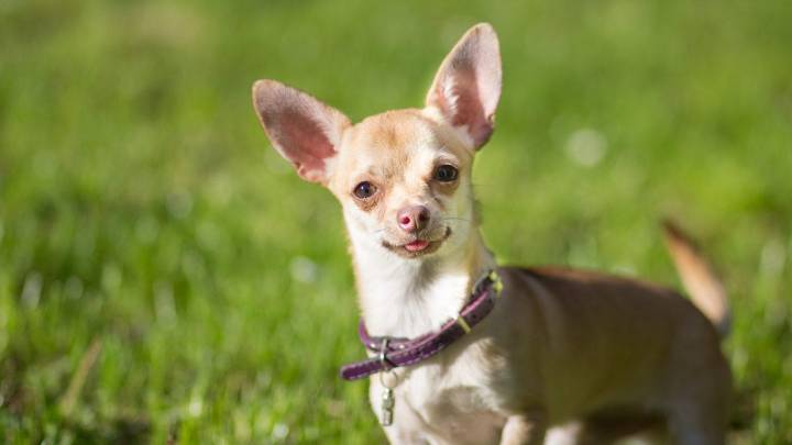 Why the chihuahua is the most popular dog in Arizona