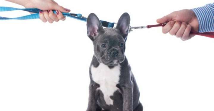 Why California's Pet Laws Still Spark Debate Among Dog Owners