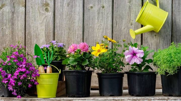 Transformar tu jardín: esta planta perfuma toda la casa y espanta mosquitos al mismo tiempo