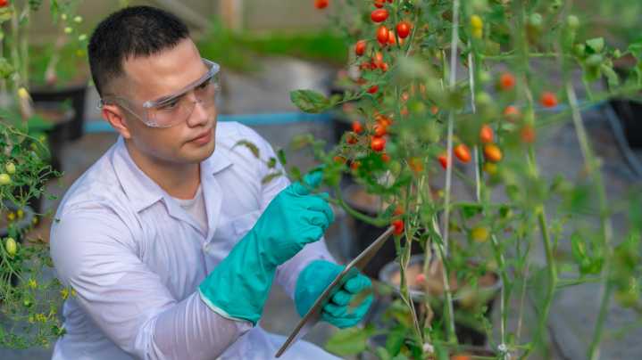 Meet 'Scarlet Sunrise', The New Type Of Tomato Developed By New Jersey Researchers