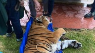 Incautan dos leones y dos tigres a contratista favorito de Omar Fayad