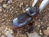 Poor Protection Of Molokaʻi From Invasive Beetles Called An Emergency