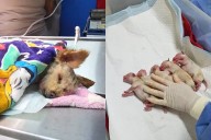 Cereza, perrita embarazada, sobrevive a estallido de pipa en CDMX