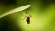 23 cases of West Nile virus reported in Montreal in September