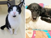 Pets of the week: Rey is a good napper. Jack is a mellow kitty