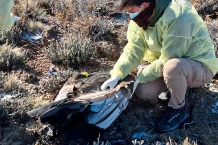Un cóndor andino murió tras comer cebo envenenado en Río Negro