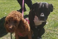 Dejaron a sus perros encerrados en el auto para ir al supermercado: quedaron detenidos