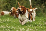Meet the basset hound: Low-slung in stature, high in charm