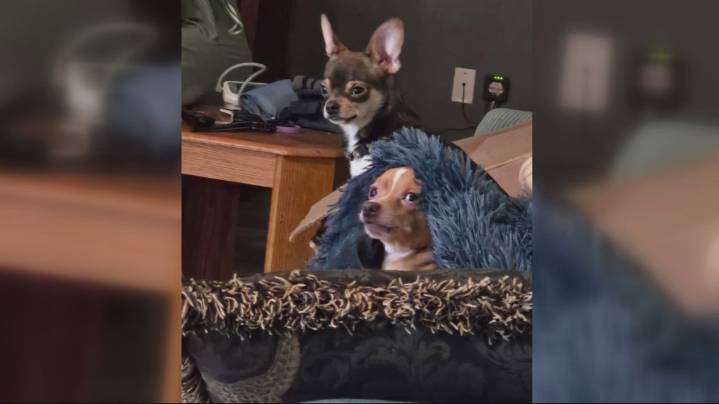 Apartment fire in Estacada displaces renters; pets lost and one dog rescued