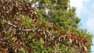 When can we expect the peak fall colors on our foliage?