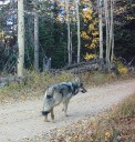 Colorado gray wolf likely killed by wildlife officials