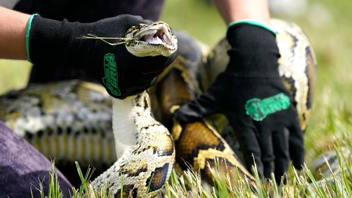 Robot rabbits the latest tool in Florida battle to control invasive Burmese pythons in Everglades