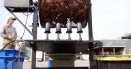 Montana Ag Network: Arlee farm brings peppers and the heat