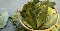 Ritual con laurel para atraer fortuna en primavera: cómo hacerlo y qué significa 
