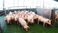 La producción porcina en Argentina alcanzó niveles históricos