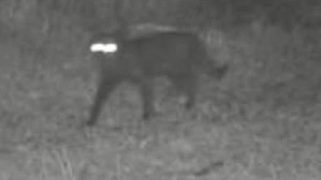 Misterioso animal captado en Florida desconcierta a expertos: “No sabemos de qué especie se trata”