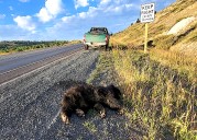 Four bears down: South Pass’s cautionary tale of how roadkill begets more roadkill