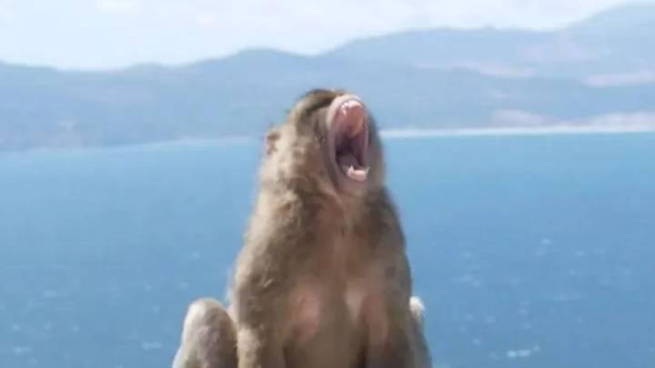 Are Gibraltar's infamous monkey mafia as vicious as tourists claim? The Sun went to find out…& uncovered shocking theory