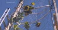 The world's tallest sunflower blooms in an Indiana backyard as a tribute to Ukraine
