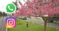 50 frases por el Día de la Primavera en Perú: comparte estos mensajes bonitos el 23 de septiembre vía WhatsApp y Instragram