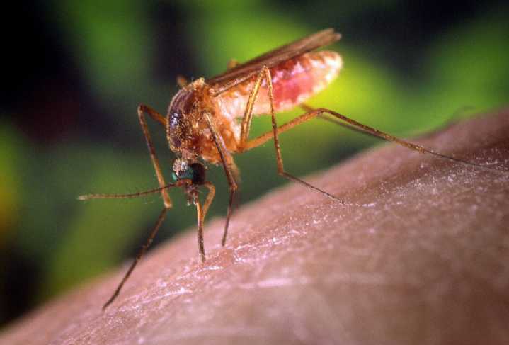 Huelva, en alerta tras detectar mosquitos con el virus del Nilo: estas son las recomendaciones del Ayuntamiento para combatirlos