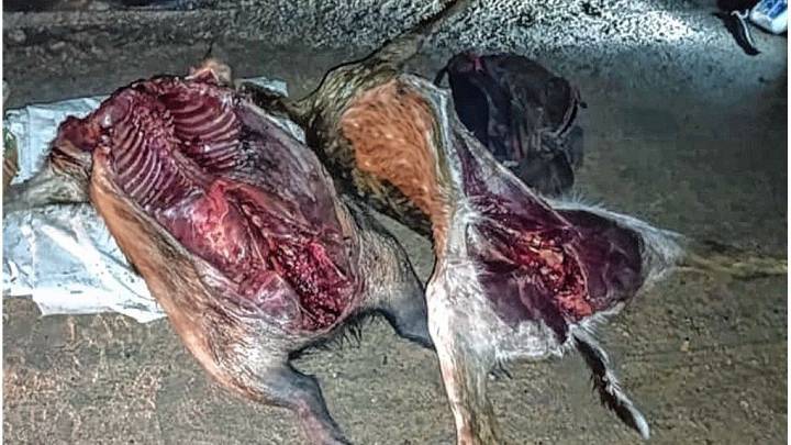 Caza ilegal en la Ruta 4: detienen a dos hombres con animales faenados