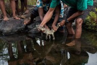 Photos: Indigenous elders push for comeback of the revered Philippine crocodile