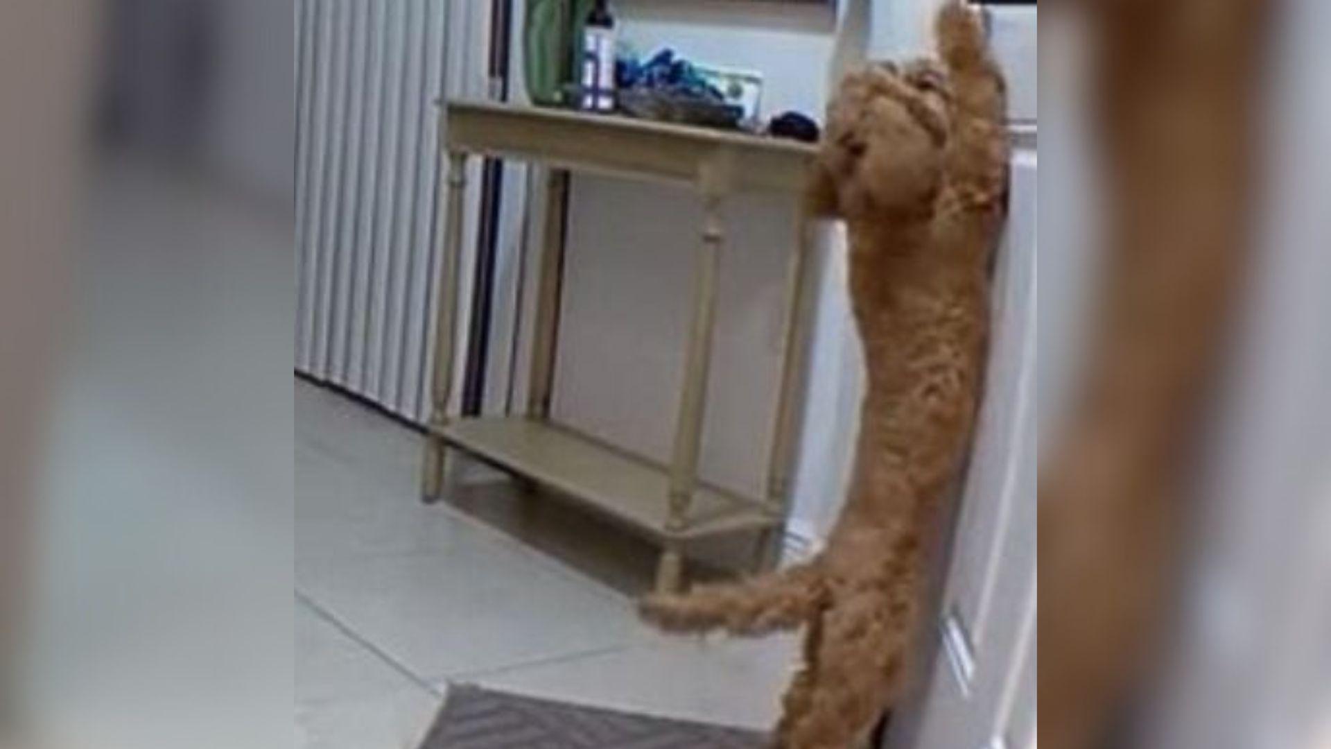 Florida Woman Left Her Dog Alone For The First Time, And What She Saw On The Pet Cam Left Her In Tears