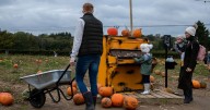 Kent’s best farms and patches for pumpkin picking in 2025