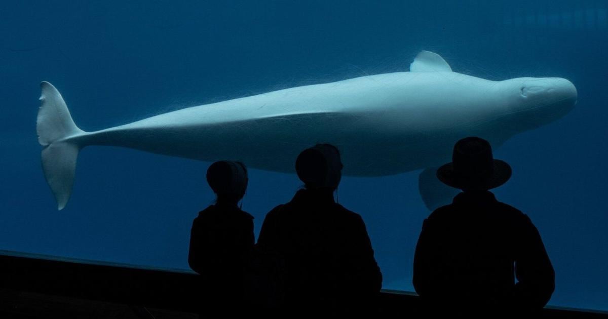 Another beluga and a seal have died at Marineland. The deaths caught Doug Ford’s attention