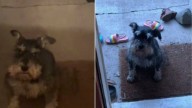 Oregon Dog Travels Daily To Visit Childhood Owner After She Moves Away